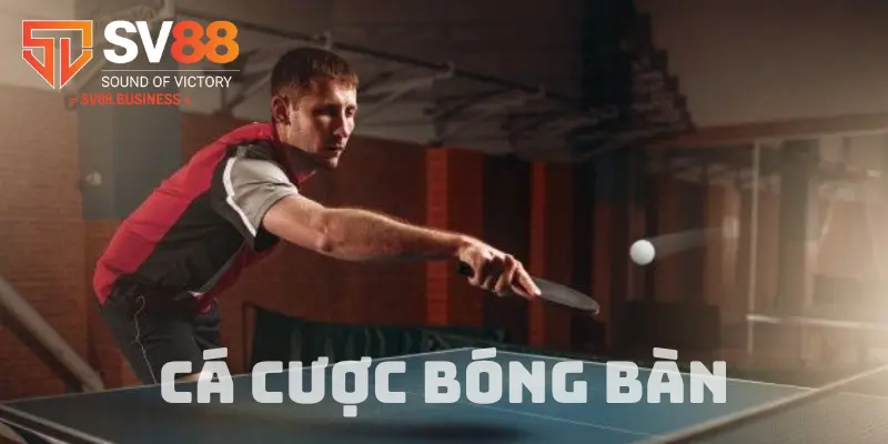 Sức hút của hình thức cá cược bộ môn bóng bàn